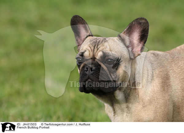 French Bulldog Portrait / JH-01503