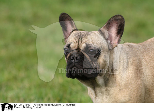 Franzsische Bulldogge Portrait / French Bulldog Portrait / JH-01503