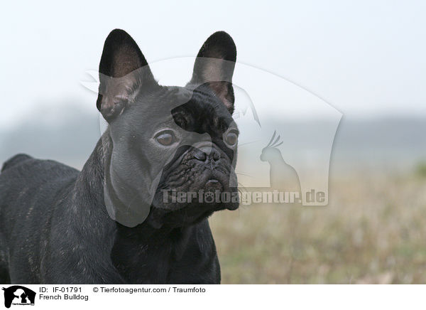 Franzsische Bulldogge / French Bulldog / IF-01791