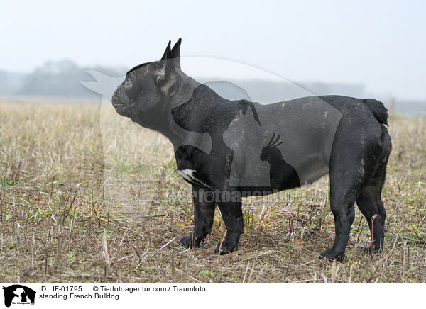 stehende Franzsische Bulldogge / standing French Bulldog / IF-01795