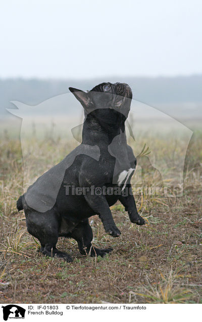 Franzsische Bulldogge / French Bulldog / IF-01803