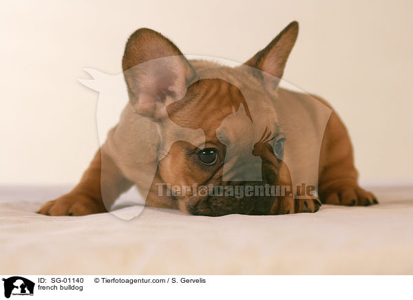 Franzsische Bulldogge / french bulldog / SG-01140