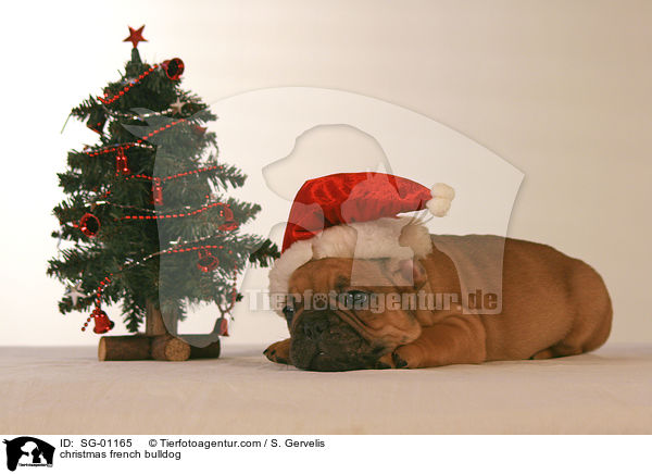 christmas french bulldog / SG-01165