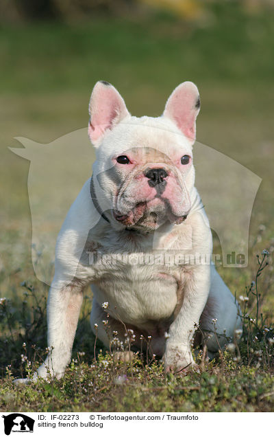 sitzende Franzsische Bulldogge / sitting french bulldog / IF-02273