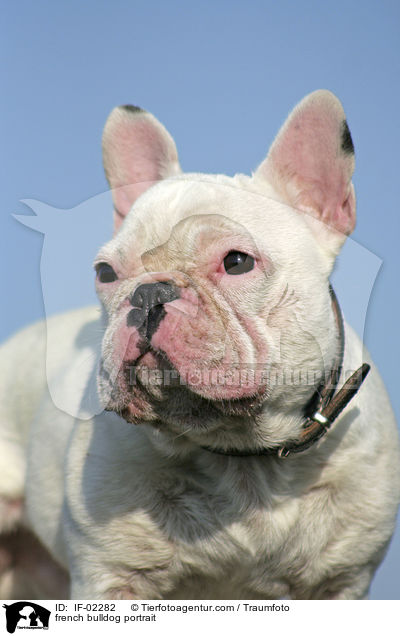 Franzsische Bulldogge Portrait / french bulldog portrait / IF-02282