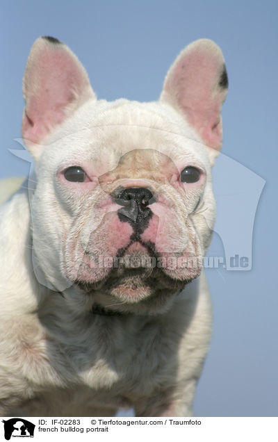 Franzsische Bulldogge Portrait / french bulldog portrait / IF-02283
