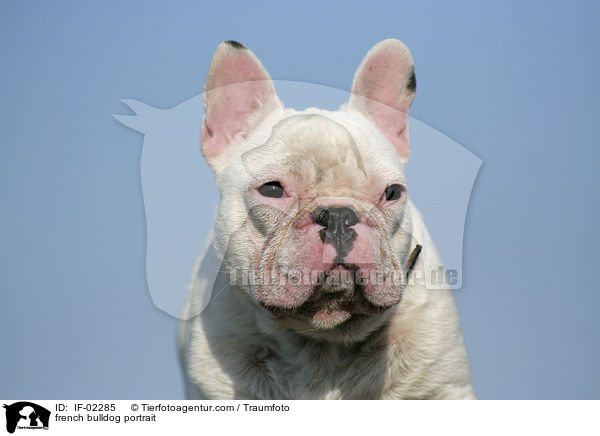 Franzsische Bulldogge Portrait / french bulldog portrait / IF-02285