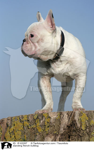 stehende Franzsische Bulldogge / standing french bulldog / IF-02287