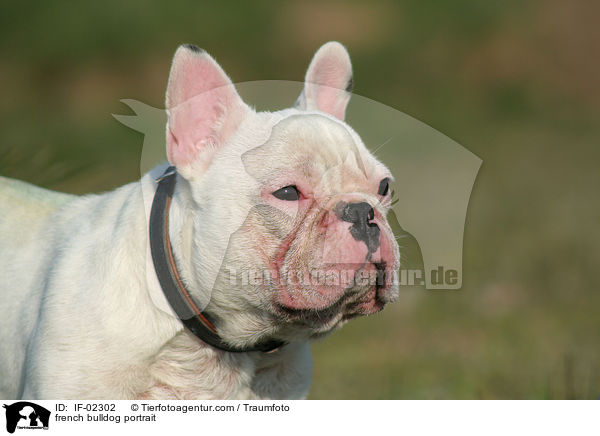 Franzsische Bulldogge Portrait / french bulldog portrait / IF-02302