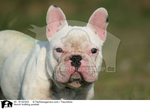 Franzsische Bulldogge Portrait / french bulldog portrait / IF-02303
