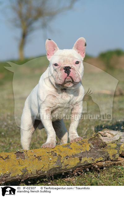 stehende Franzsische Bulldogge / standing french bulldog / IF-02307