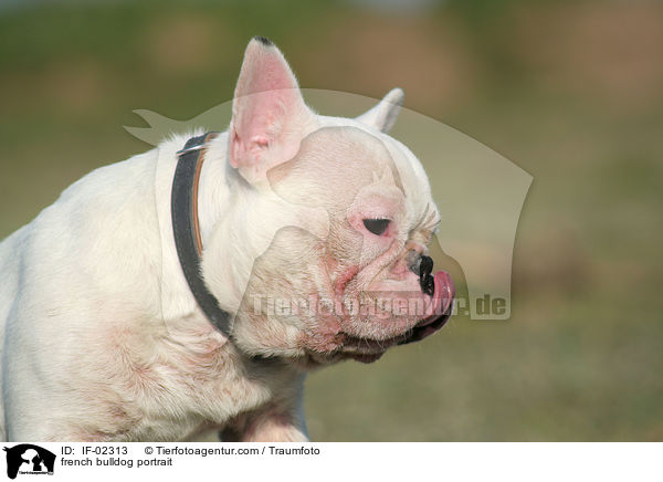 Franzsische Bulldogge Portrait / french bulldog portrait / IF-02313