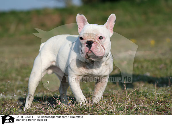 stehende Franzsische Bulldogge / standing french bulldog / IF-02314