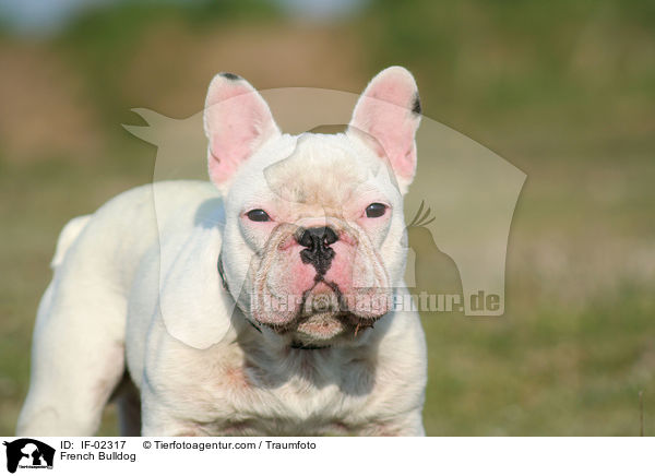 Franzsische Bulldogge / French Bulldog / IF-02317
