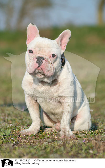 sitzende Franzsische Bulldogge / sitting french bulldog / IF-02320