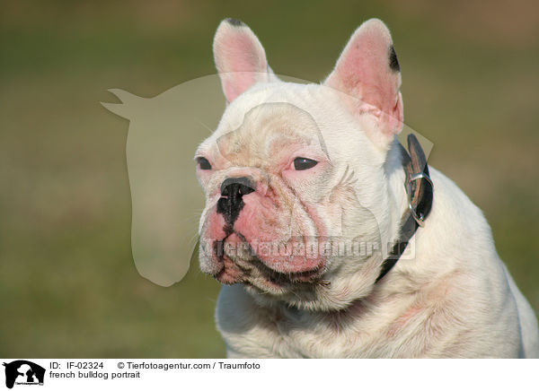 french bulldog portrait / IF-02324