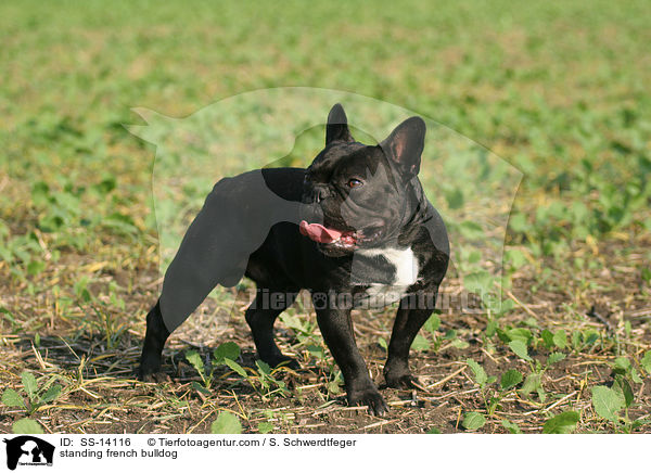 stehende Franzsische Bulldogge / standing french bulldog / SS-14116