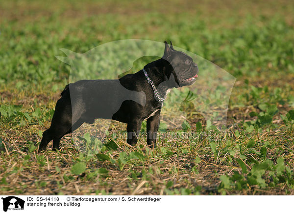 standing french bulldog / SS-14118