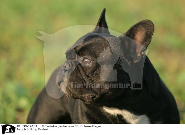 Franzsische Bulldogge Portrait / french bulldog Portrait / SS-14131