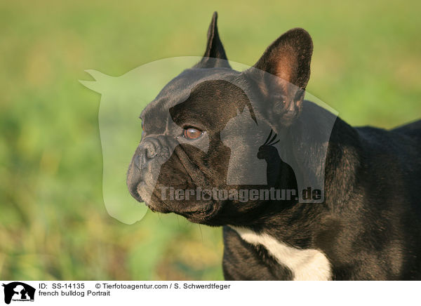 Franzsische Bulldogge Portrait / french bulldog Portrait / SS-14135