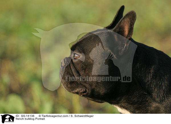 Franzsische Bulldogge Portrait / french bulldog Portrait / SS-14136
