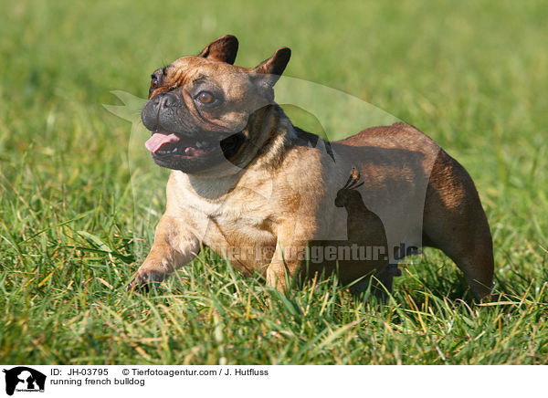 rennende Franzsische Bulldogge / running french bulldog / JH-03795