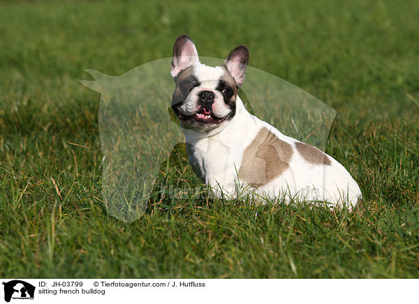 sitzende Franzsische Bulldogge / sitting french bulldog / JH-03799