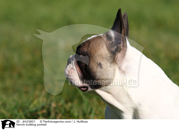 Franzsische Bulldogge Portrait / french bulldog portrait / JH-03801