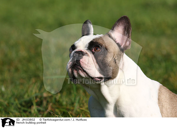 Franzsische Bulldogge Portrait / french bulldog portrait / JH-03802