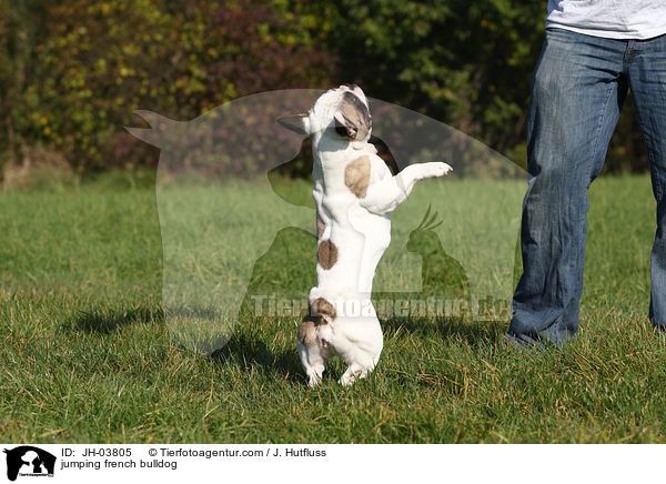 springende Franzsische Bulldogge / jumping french bulldog / JH-03805