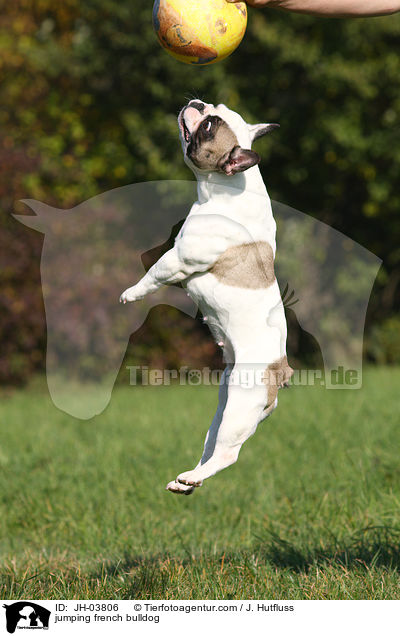 springende Franzsische Bulldogge / jumping french bulldog / JH-03806