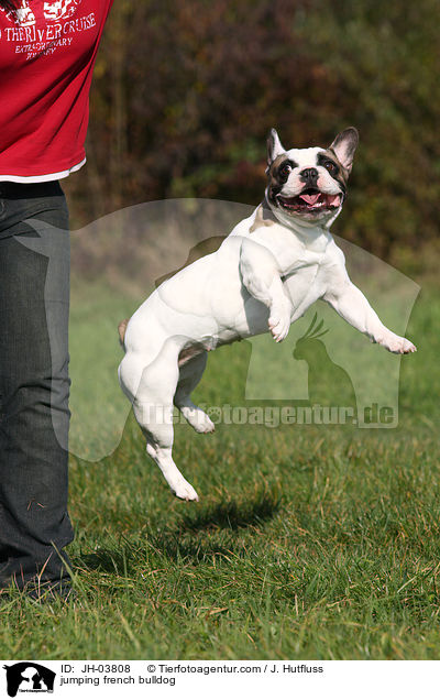springende Franzsische Bulldogge / jumping french bulldog / JH-03808