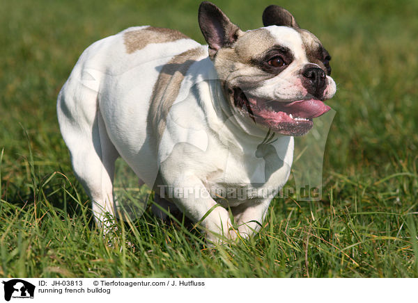 rennende Franzsische Bulldogge / running french bulldog / JH-03813