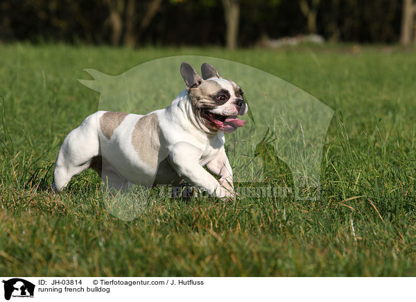 rennende Franzsische Bulldogge / running french bulldog / JH-03814