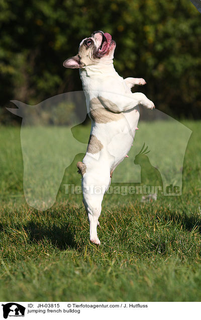 springende Franzsische Bulldogge / jumping french bulldog / JH-03815