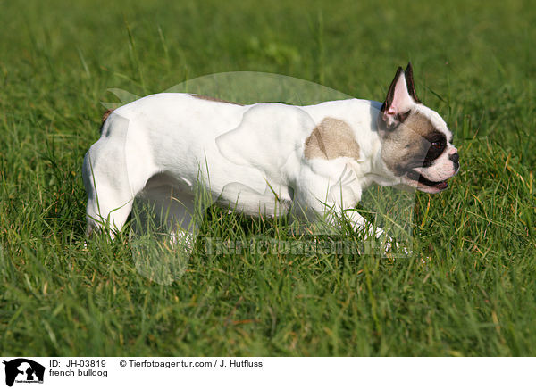 Franzsische Bulldogge / french bulldog / JH-03819