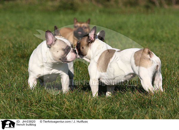 Franzsische Bulldogge / french bulldog / JH-03820