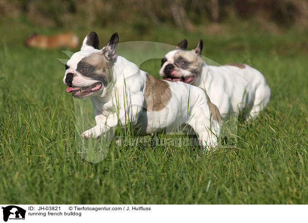 rennende Franzsische Bulldogge / running french bulldog / JH-03821