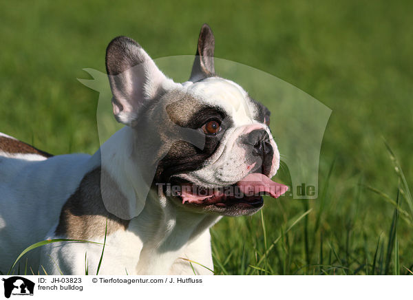 Franzsische Bulldogge / french bulldog / JH-03823