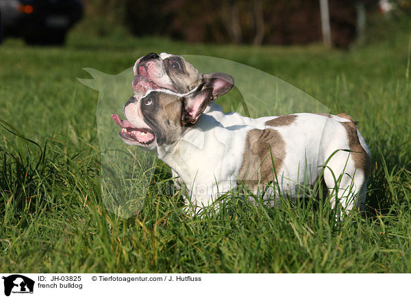 Franzsische Bulldogge / french bulldog / JH-03825