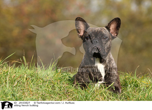 sitzende Franzsische Bulldogge / sitting french bulldog / JH-03827