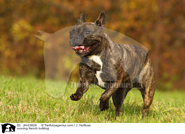 rennende Franzsische Bulldogge / running french bulldog / JH-03829