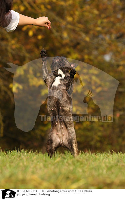 springende Franzsische Bulldogge / jumping french bulldog / JH-03831