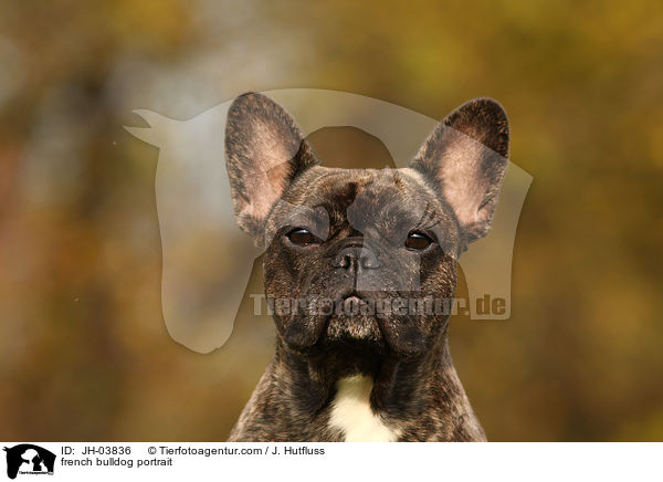 Franzsische Bulldogge Portrait / french bulldog portrait / JH-03836