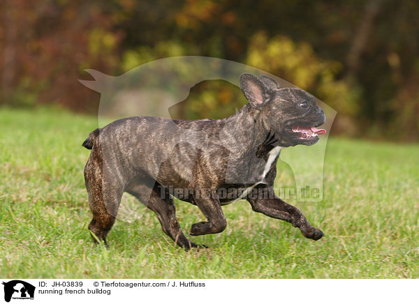 rennende Franzsische Bulldogge / running french bulldog / JH-03839