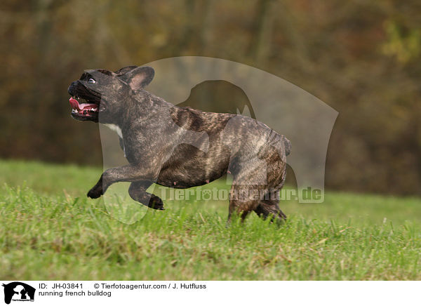 rennende Franzsische Bulldogge / running french bulldog / JH-03841