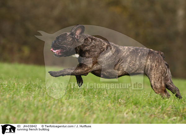 rennende Franzsische Bulldogge / running french bulldog / JH-03842