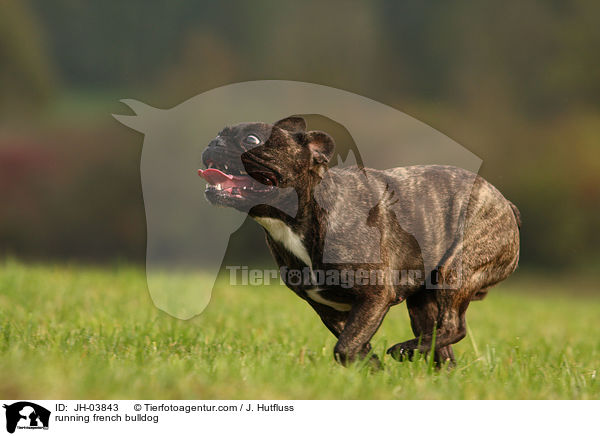 rennende Franzsische Bulldogge / running french bulldog / JH-03843