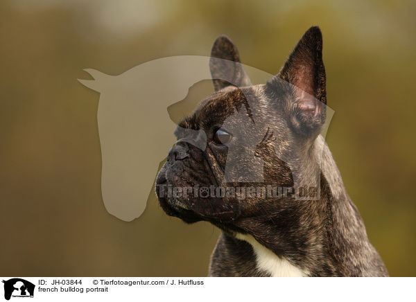 Franzsische Bulldogge Portrait / french bulldog portrait / JH-03844