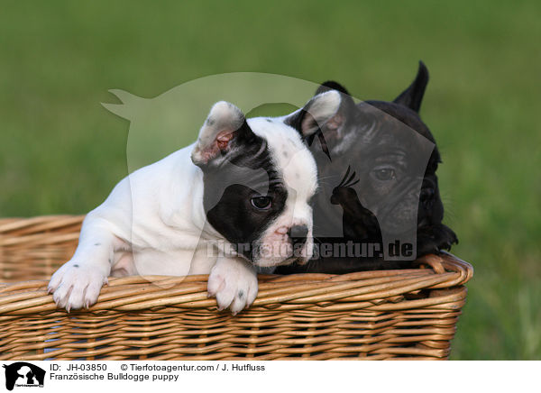 Franzsische Bulldogge Welpe / Franzsische Bulldogge puppy / JH-03850